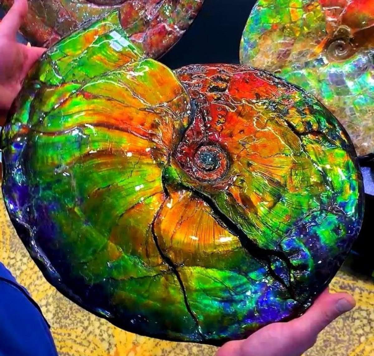 Ammolite